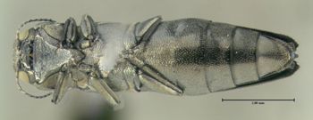 Media type: image;   Entomology 611735 Aspect: habitus ventral view
